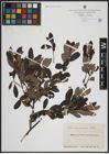 Foto von Salix atrocinerea Brot.